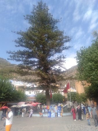 1 Day Trip from Tangier to Chefchaouen