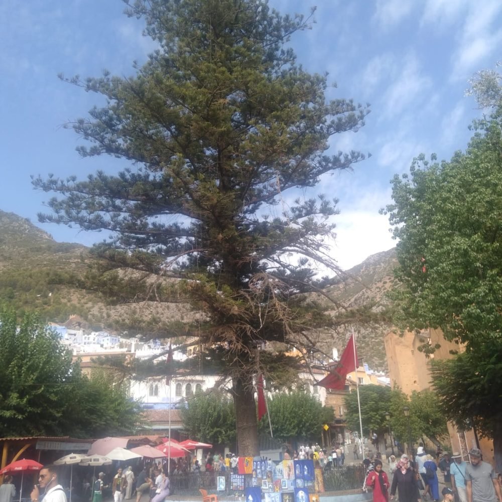 Home 1 35 1 Day Trip from Tangier to Chefchaouen